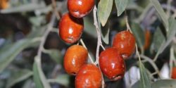 مهم ترین خواص و مضرات سنجد برای سلامتی