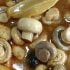 طرز تهیه ترشی قارچ خوشمزه با سبزیجات به روش سنتی لبنانی