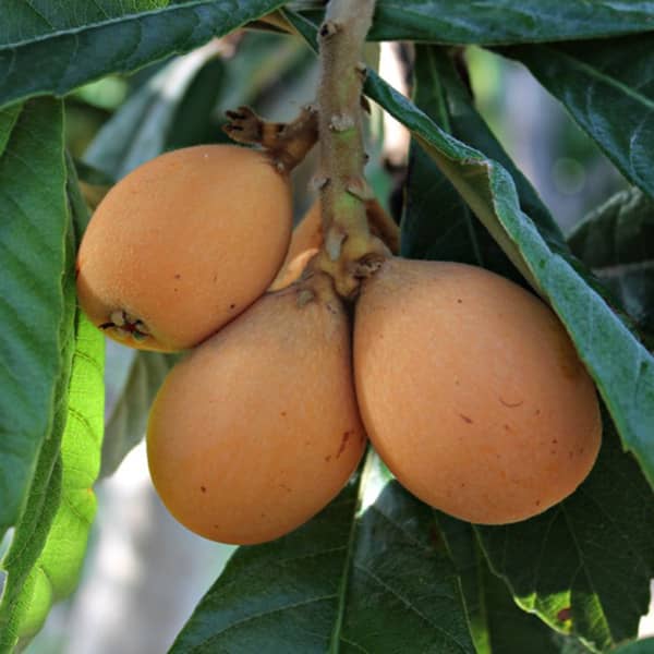 خواص ازگیل