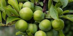 خواص و مضرات گوجه سبز برای کاهش دادن چربی خون