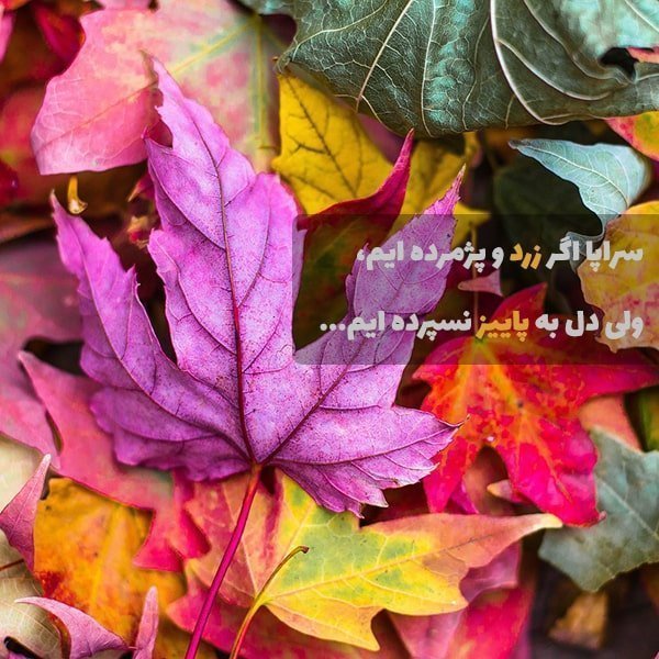متن پاییز عاشقانه احساسی متن پاییز متن پاییز خدایی متن پاییزی انگلیسی متن پاییزی غمگین برای اینستاگرام متن دختر پاییزی متن رسیدن پاییز متن پاییزی برای اینستاگرام