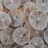 طرز تهیه لیمو خشک خانگی خوشمزه و طبیعی به روش شیرازی