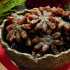 طرز تهیه شیرینی کله کنجی خوشمزه و مخصوص به روش ایلام