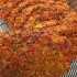 طرز تهیه کوکو سیب زمینی و سویا خوشمزه به روش شمالی
