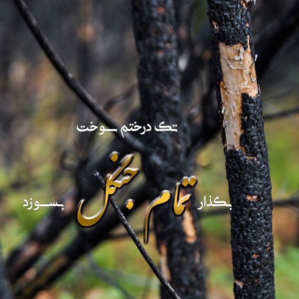 جنگل , متن در مورد جنگل , عکس نوشته جنگل , عکس پروفایل جنگل برای استوری اینستاگرام