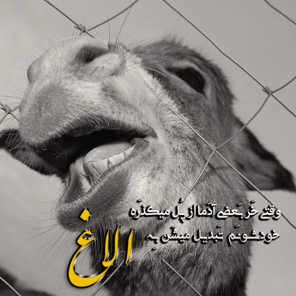الاغ , متن در مورد الاغ , شعر در مورد خر برای استوری اینستاگرام , عکس الاغ
