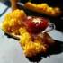 طرز تهیه چیپس رزت سیب زمینی، پیش غذای ساده و شیک