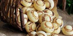 طرز تهیه شیرینی قارچی خوشمزه و ساده به روش قنادی