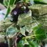 طرز تهیه خرش حلوا خوشمزه و مجلسی به روش گیلانی