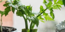 مهم ترین خواص و مضرات کرفس برای سلامتی بدن