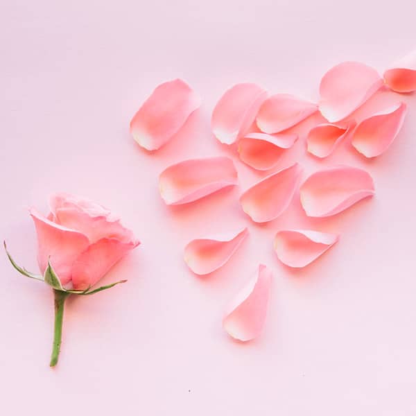 روش خشک کردن گل محمدی