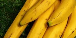 روش تازه نگه داشتن موز در یخچال + دلیل سیاه شدن