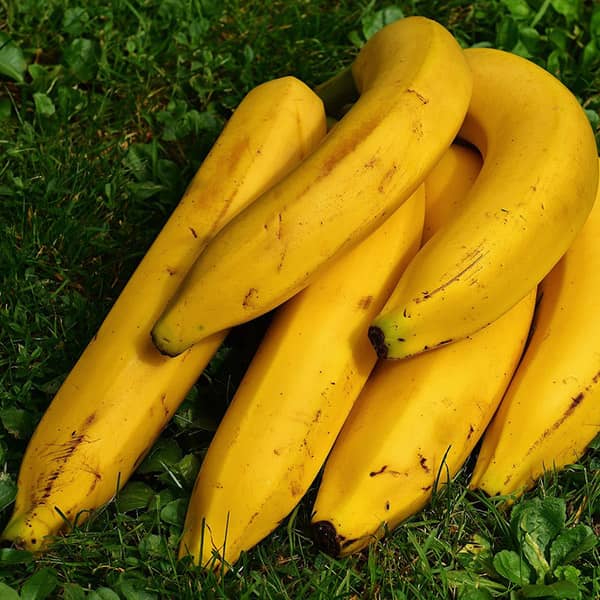 تازه نگه داشتن موز در یخچال