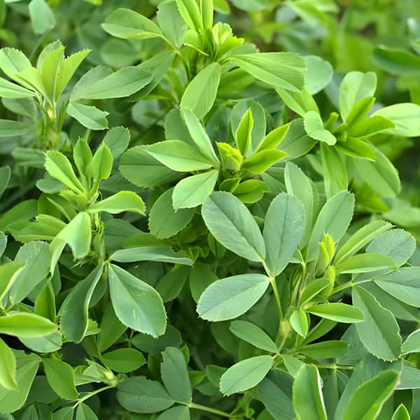 خواص عرق یونجه