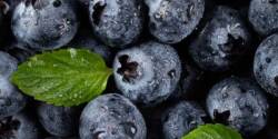 مهم ترین خواص و مضرات بلوبری برای سلامتی بدن