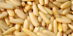 خواص چلغوز برای مردان + افزایش سلامت جنسی مردان
