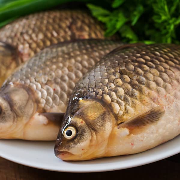 خواص ماهی تیلاپیا