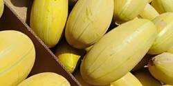 خواص خربزه در بارداری و اثرات مثبت آن بر روی مادر و جنین