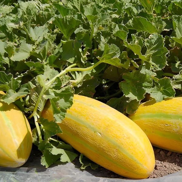 خواص خربزه برای زنان