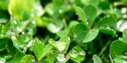 خواص خرفه برای مردان + همه چیزهایی که باید بدانید!