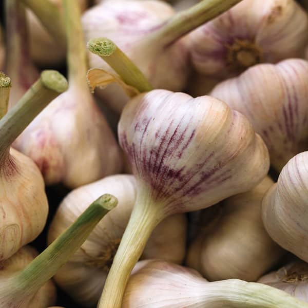 خواص سیر برای عفونت گوش