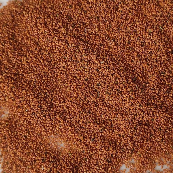 خواص خاکشیر برای یبوست