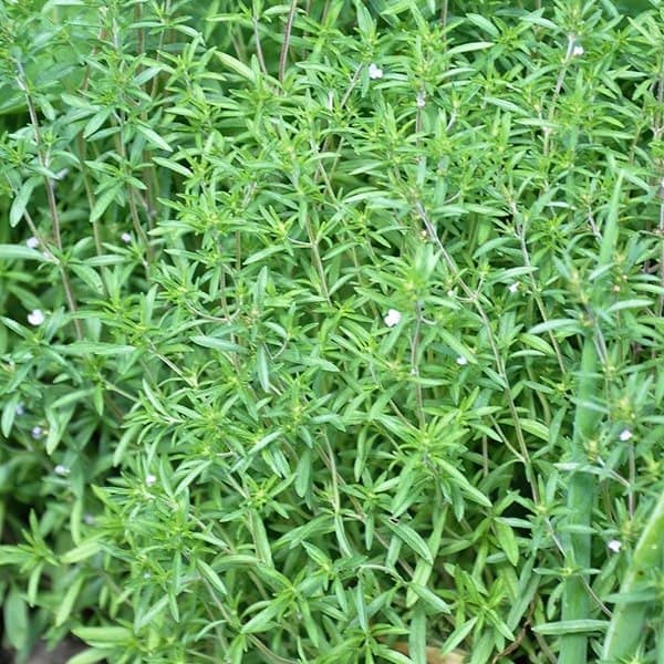 خواص مرزه