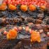 طرز تهیه خورشت آلو با اردک، غذای خاص و لاکچری گیلانی!