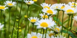 خواص بابونه برای مردان + افزایش باروری و عملکرد جنسی!