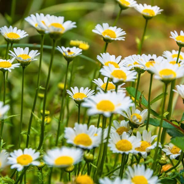 خواص بابونه برای مردان 