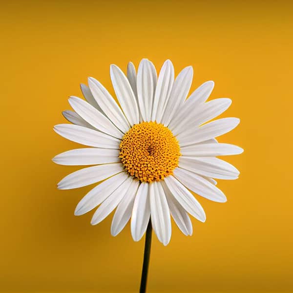 خواص بابونه برای رحم