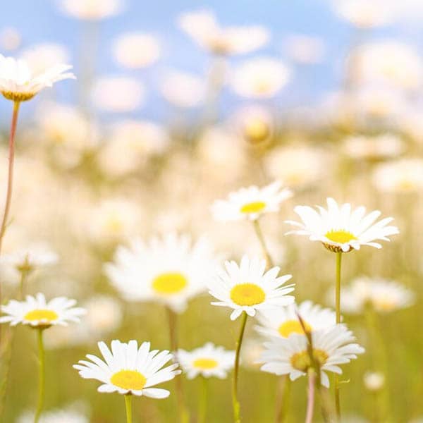 خواص بابونه برای زنان