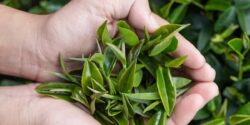 خواص چای سبز برای لاغری شکم و پهلو + افزایش چربی‌سوزی!