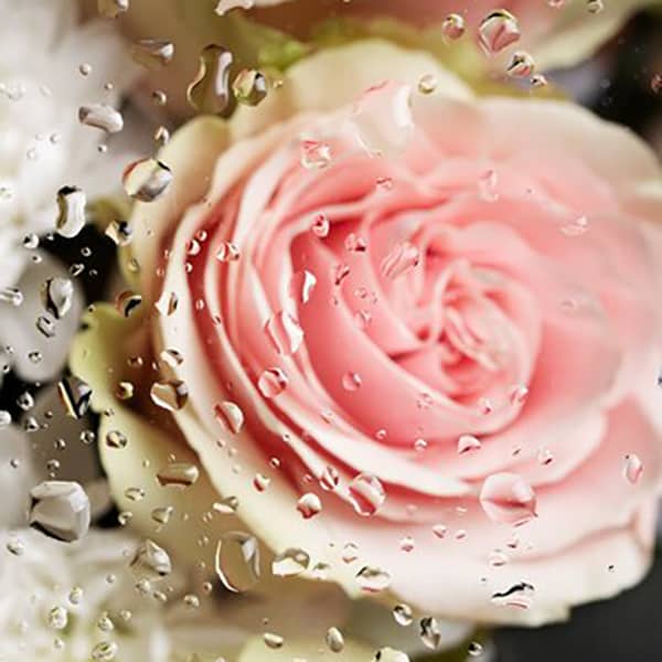 خواص گلاب برای چشم