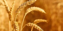 طبع گندم سرد یا گرم؟ مصلح گندم در طب سنتی چیه؟!