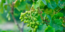 طبع غوره سرد یا گرم؟ مصلح غوره در طب سنتی چیه؟!