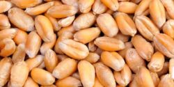 طبع جو گرم است یا سرد؟ مصلح جو در طب سنتی چیه؟!