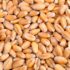 طبع جو گرم است یا سرد؟ مصلح جو در طب سنتی چیه؟!