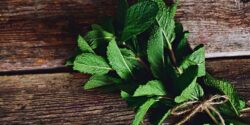 فرق پونه و نعناع + راهنمای جامع برای شناخت بهتر این دو گیاه معطر و پرخاصیت