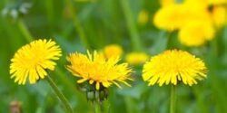 خواص قاصدک برای کبد چرب، رحم، کلیه، لاغری و فشار خون!