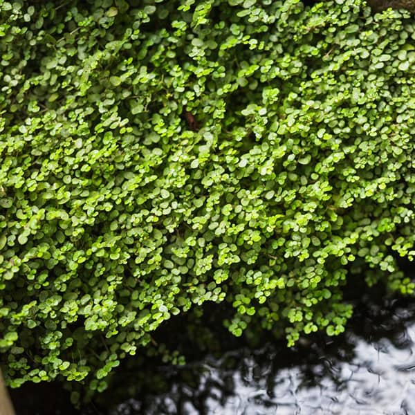 خواص گیاه آب تره
