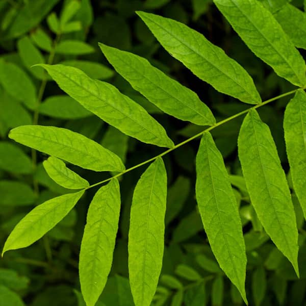 خواص گیاه چریش