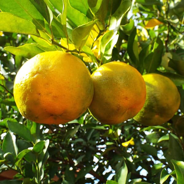 مضرات نارنج