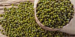 طبع ماش گرم است یا سرد؟ مصلح ماش در طب سنتی چیه؟!