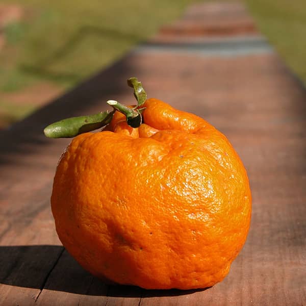 طبع نارنج