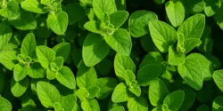 طبع پونه گرم است یا سرد؟ مصلح پونه در طب سنتی چیه؟!