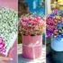 باکس گل ژیپسوفیلا بسیار لوکس و زیبا برای هدیه دادن در مناسبت های خاص