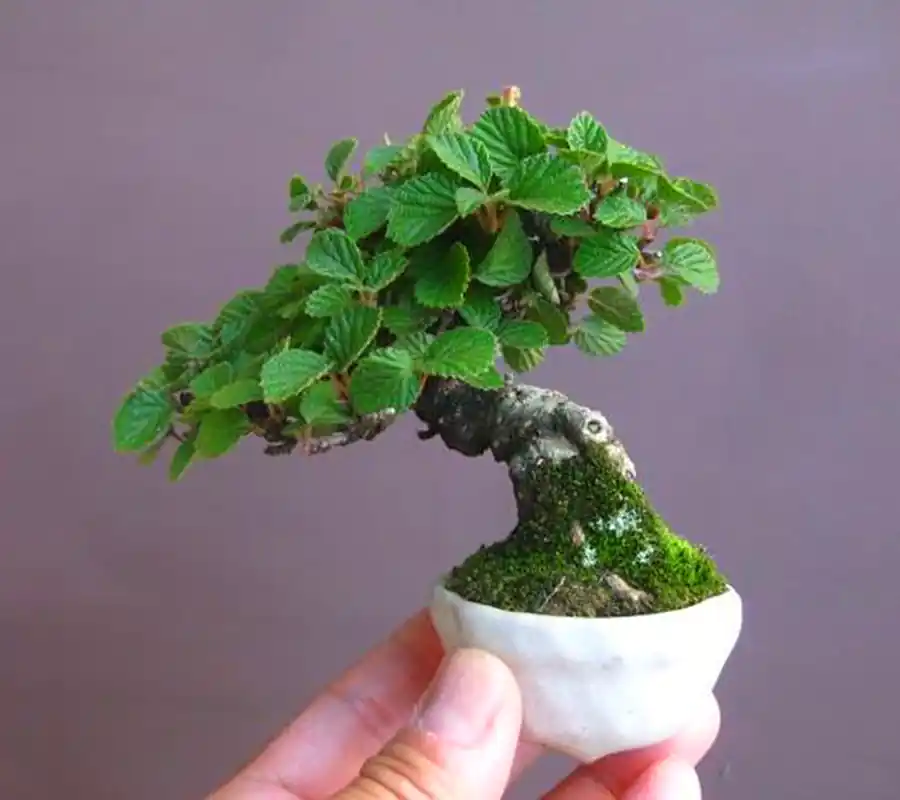 گیاه بونسای مینیمال