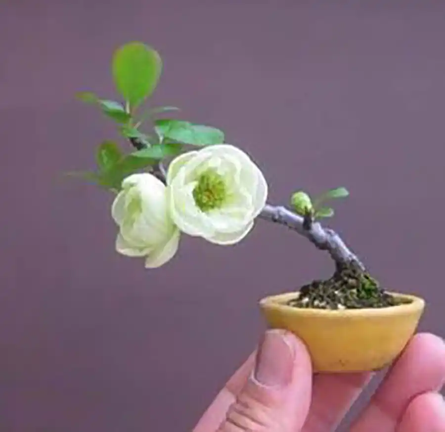گیاه بونسای مینیمال