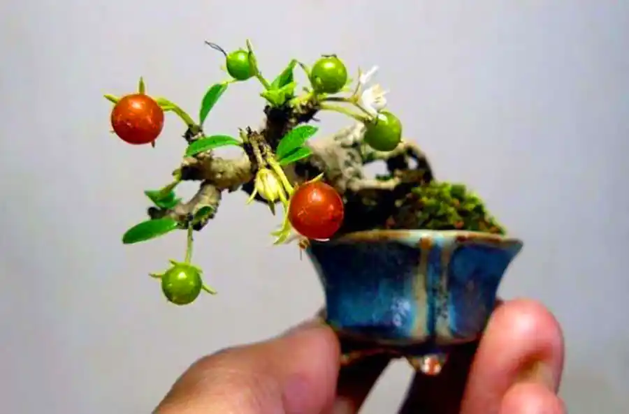 گیاه بونسای مینیمال